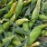 万糯粘玉米