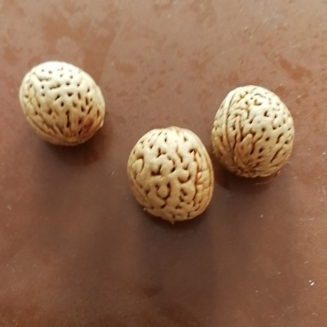 桃核