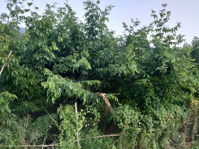 青钱柳叶一级