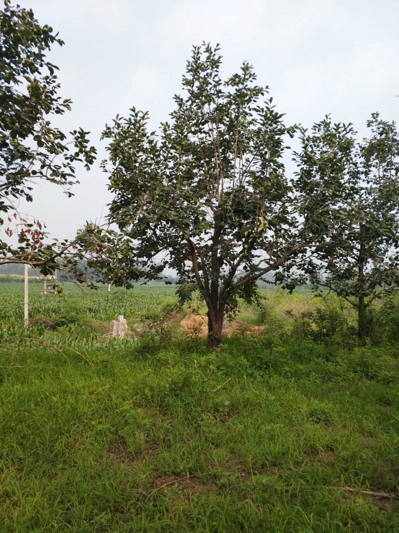柿子树