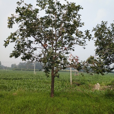 柿子树