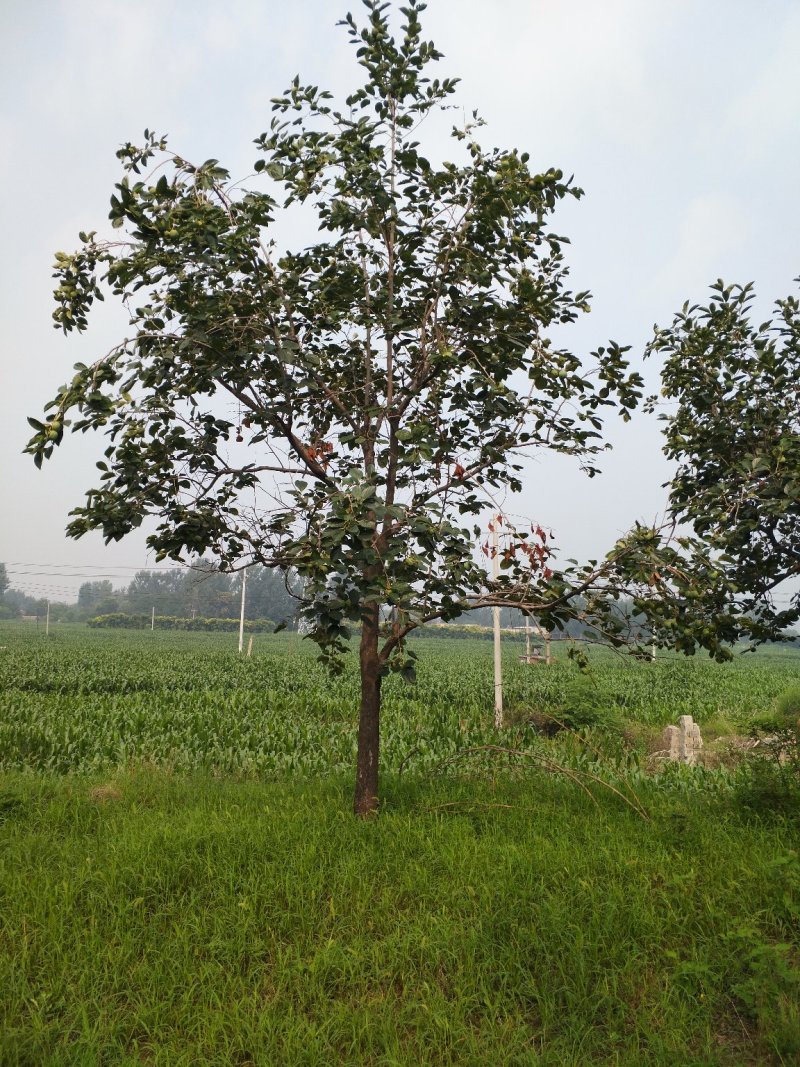 柿子树
