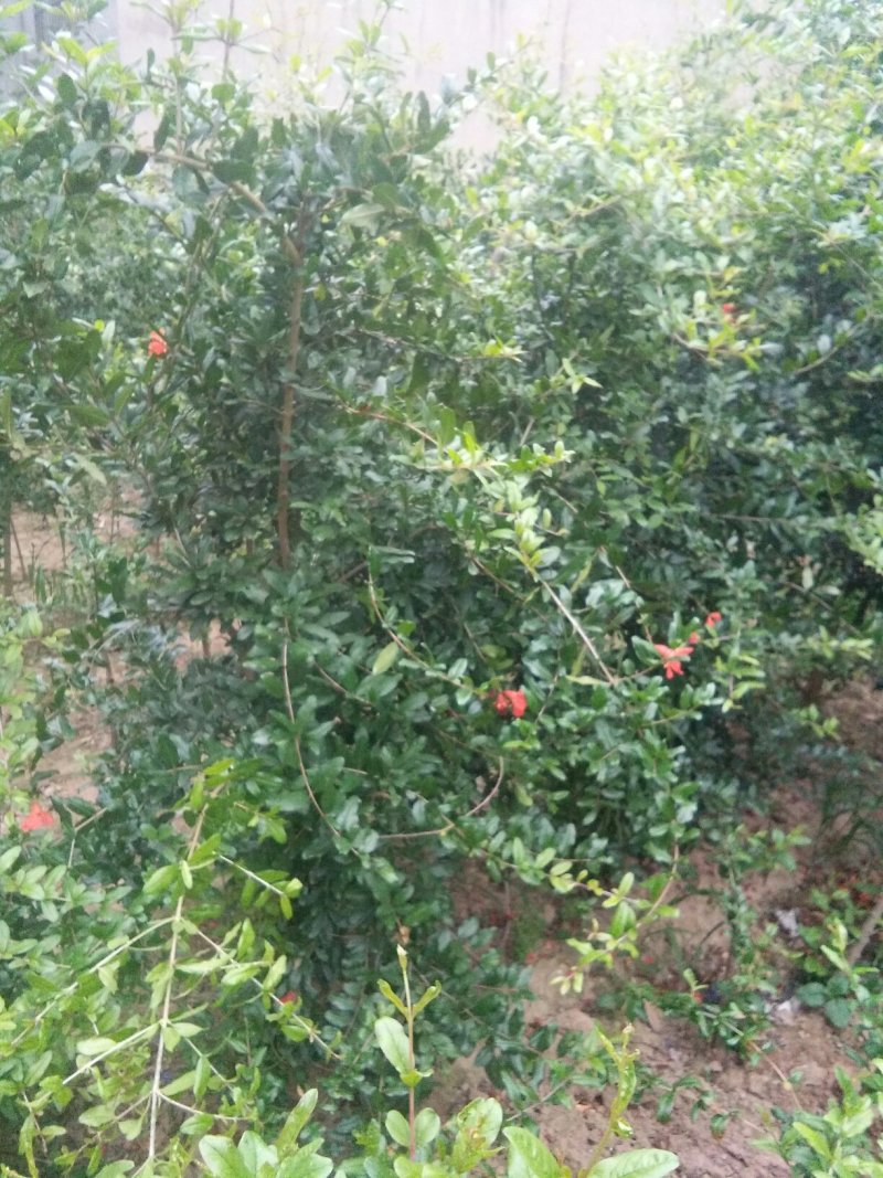 石榴苗