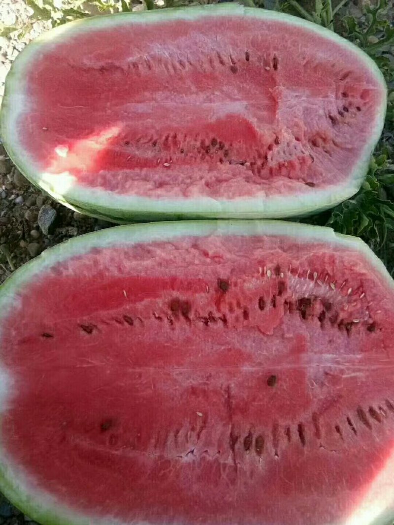 定襄沙地西瓜