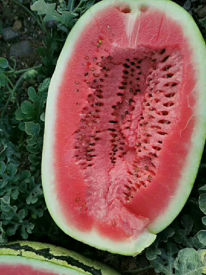 定襄沙地西瓜