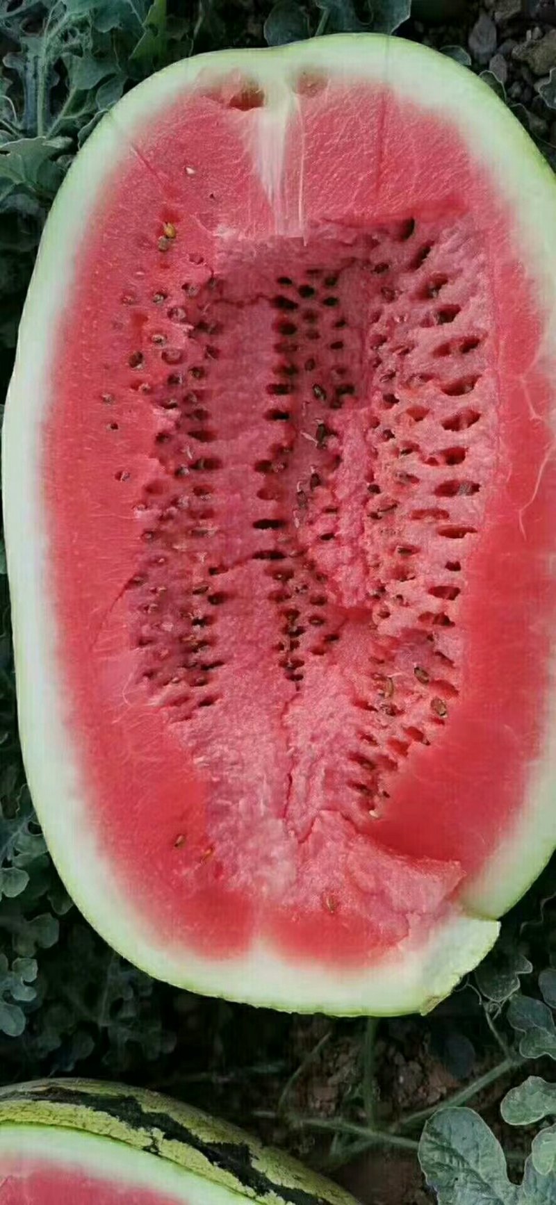 定襄沙地西瓜