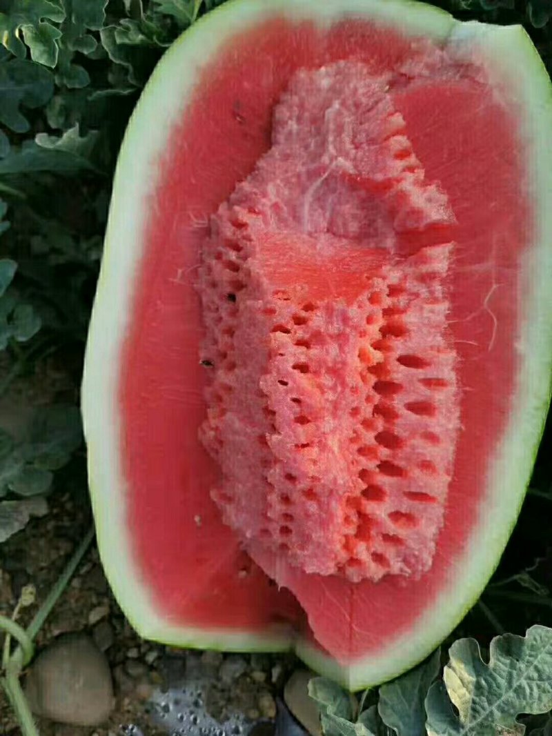 定襄沙地西瓜
