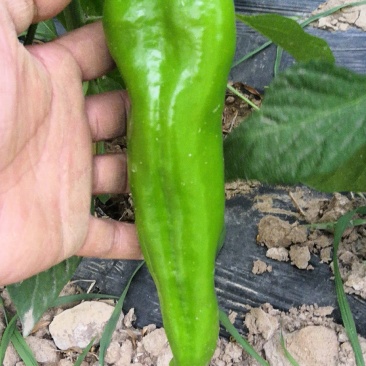 牛椒