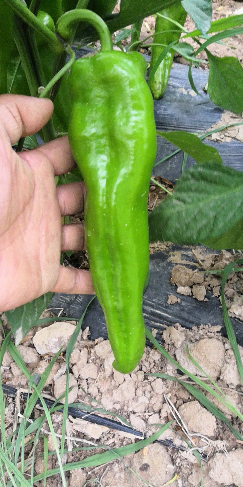 牛椒