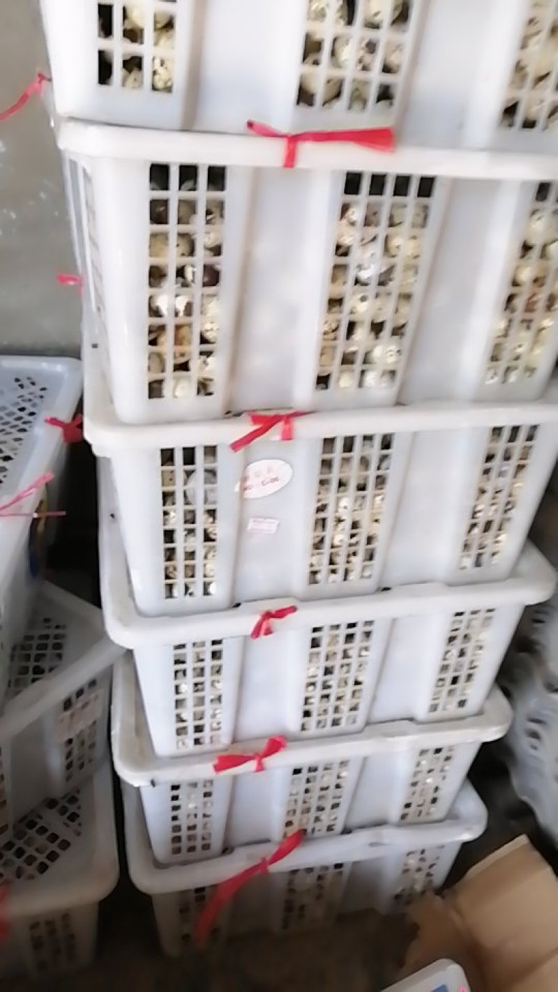 南平地区鹌鹑蛋长期供应