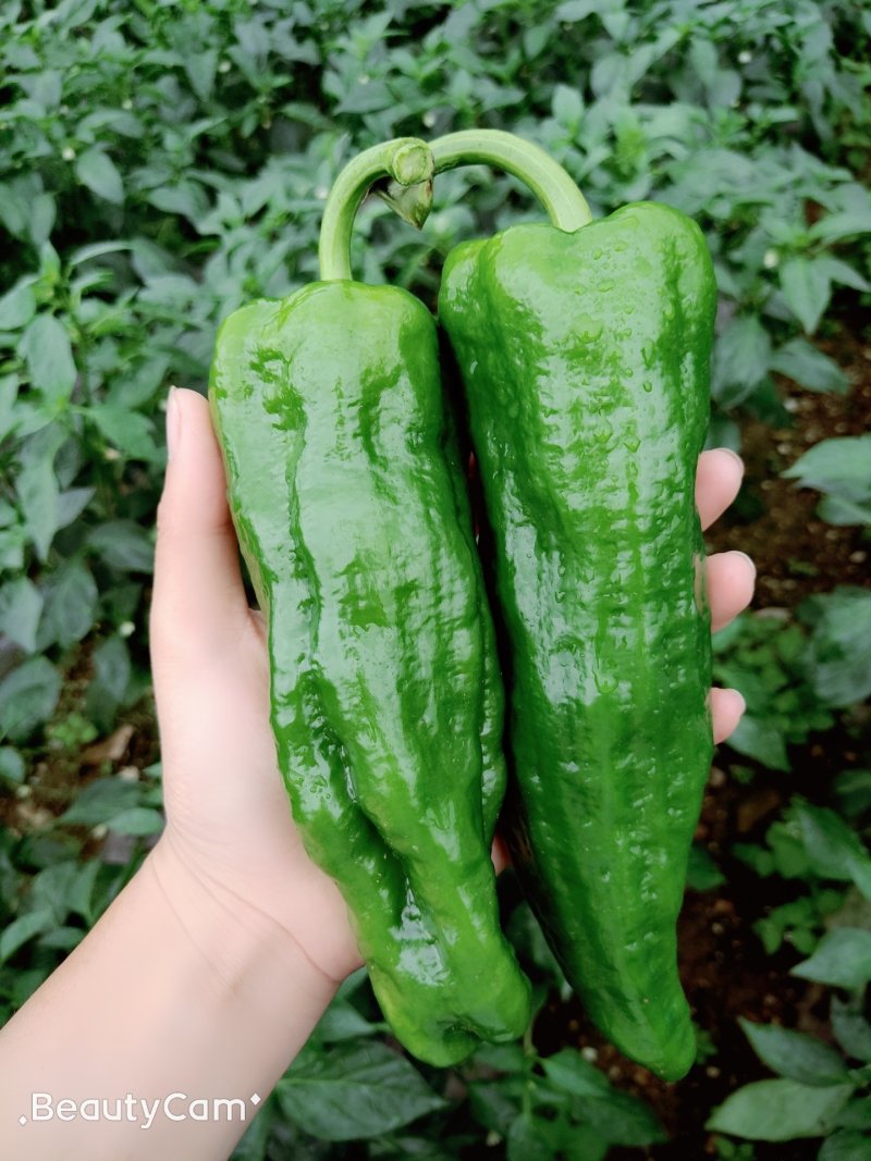 精品薄皮大青椒
