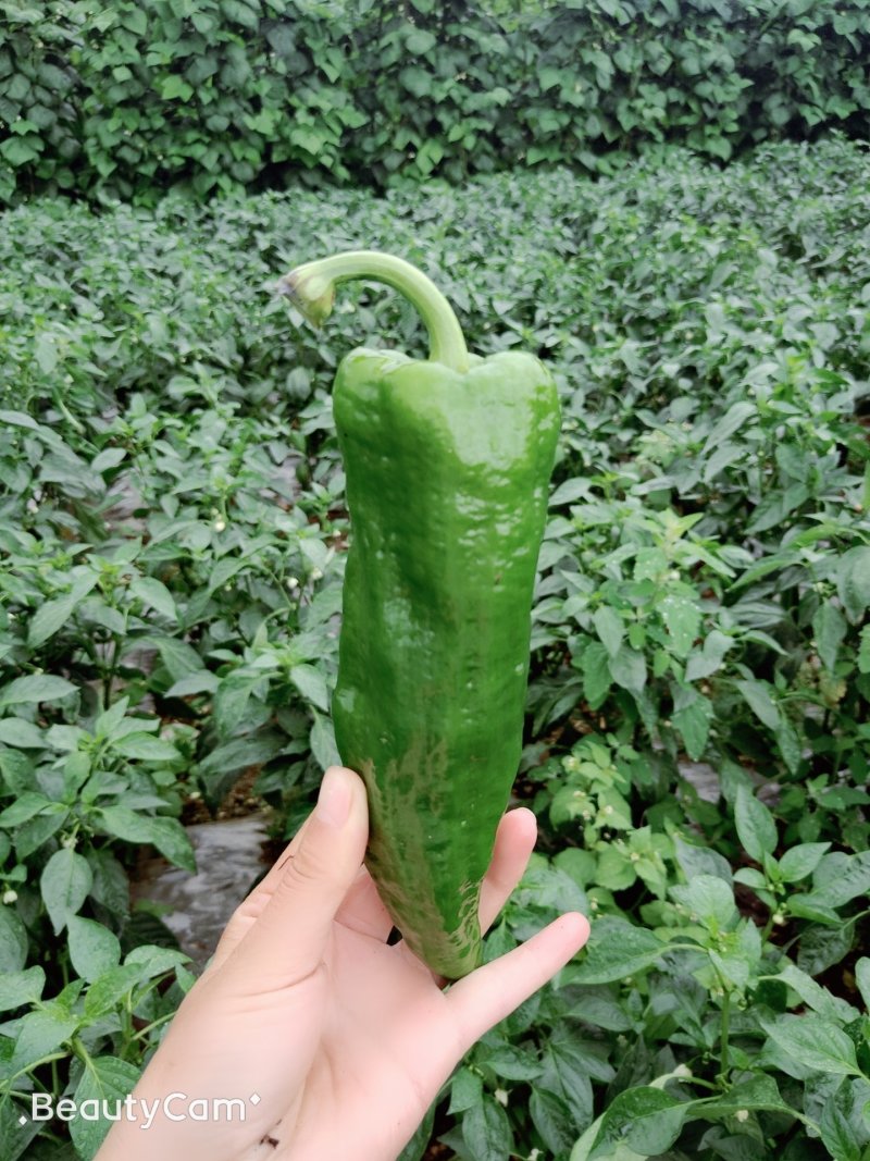 精品薄皮大青椒
