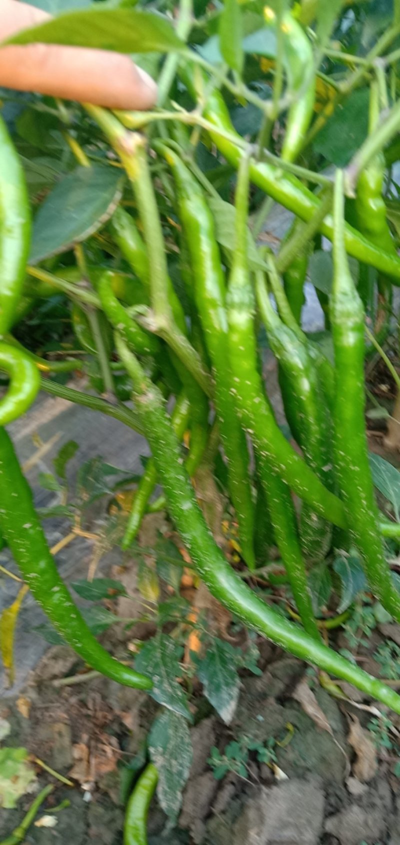 线椒15~20厘米中辣青