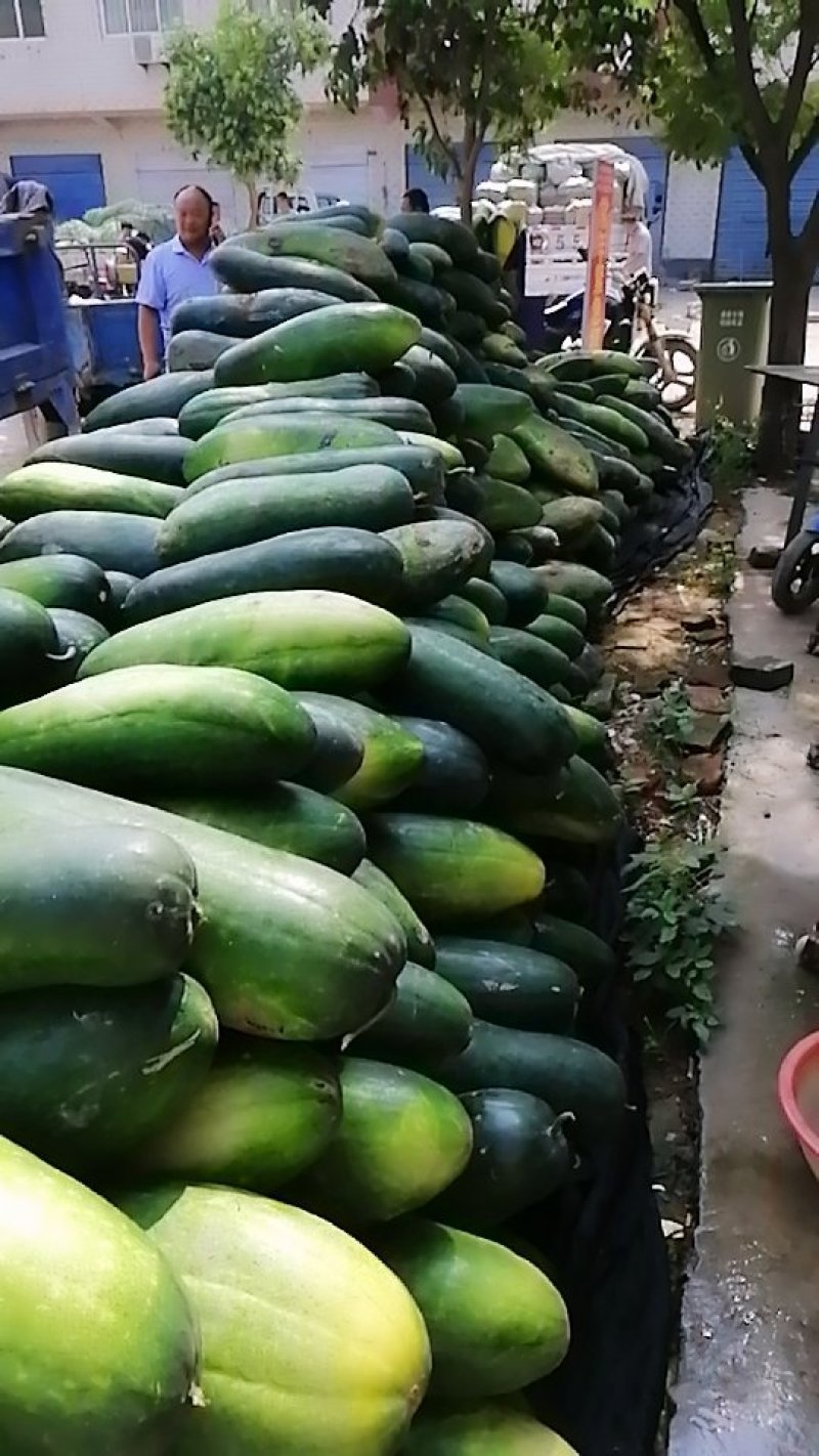 新鲜黑皮冬瓜大量上市，现摘现发，供应期时间长，量大，品质