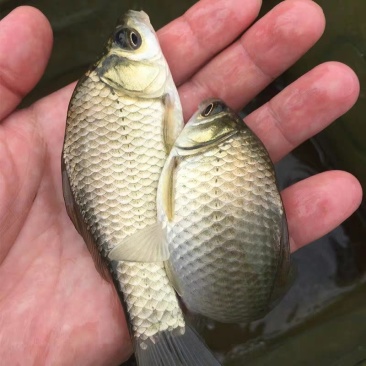 土生土长野生鲫鱼