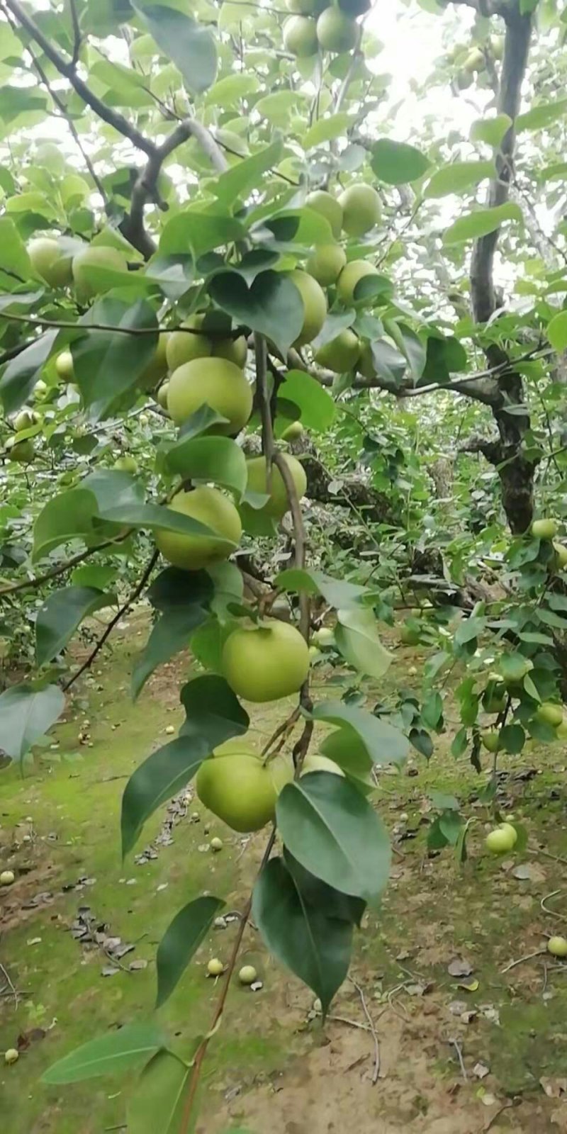 皇冠梨，砀山梨，圆黄梨翠冠酥梨贡梨