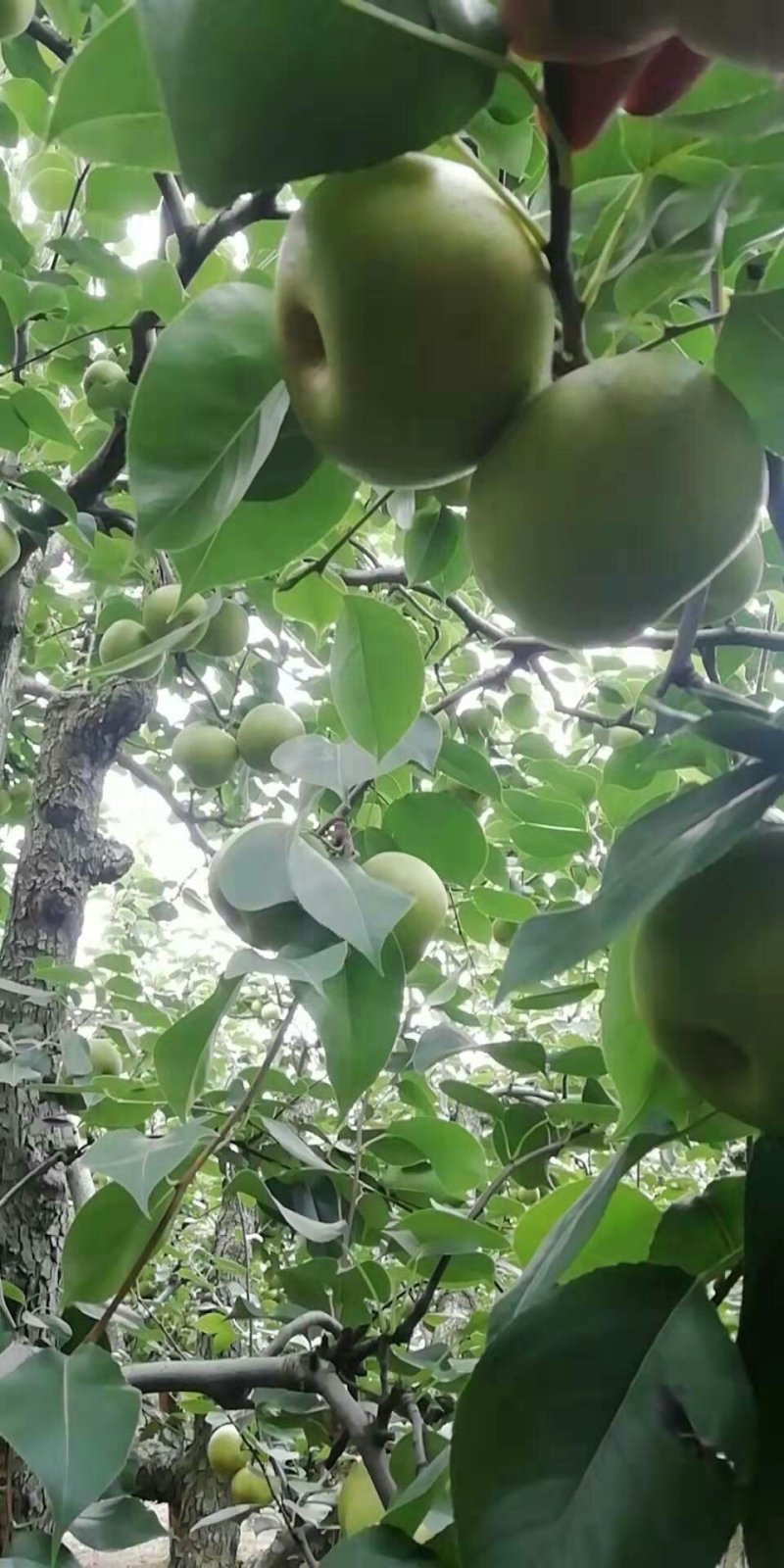 皇冠梨，砀山梨，圆黄梨翠冠酥梨贡梨