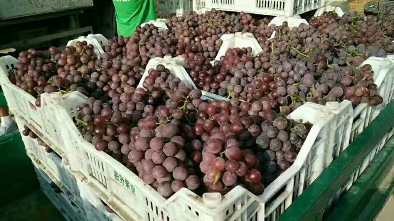 巨峰葡萄
