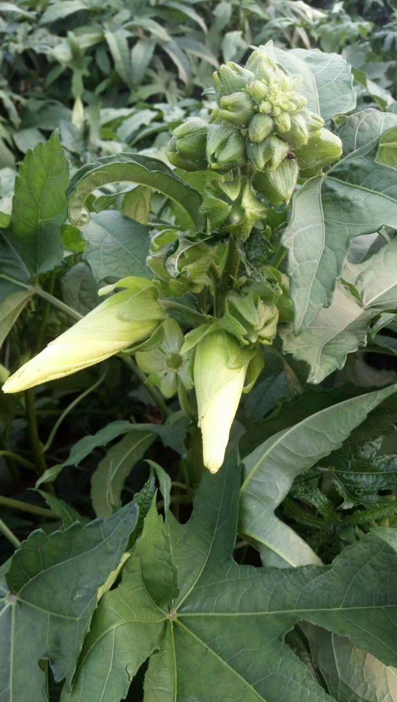 金花葵、金花葵干花蕾、金花葵花茶