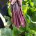火红花A红菜苔种子早熟35天左右苔呈亮紫红色丸粒化