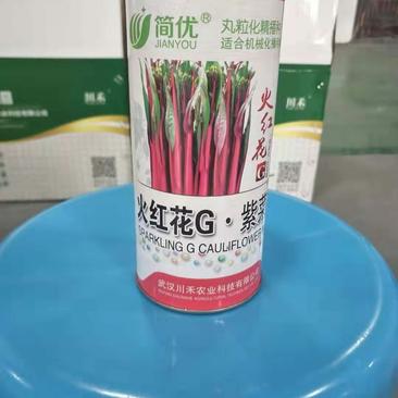 火红花A红菜苔种子早熟35天左右苔呈亮紫红色丸粒化