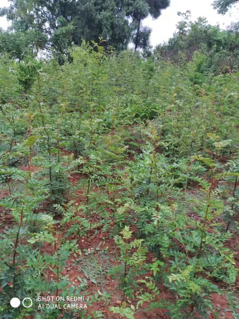 大红袍红花椒苗30～50