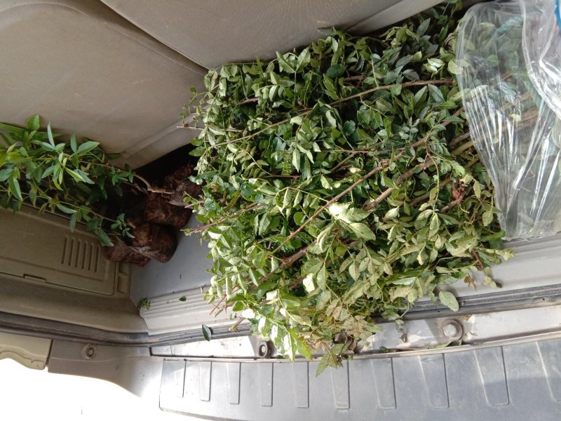 大红袍红花椒苗30～50