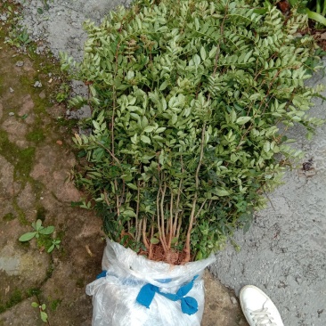 大红袍红花椒苗30～50