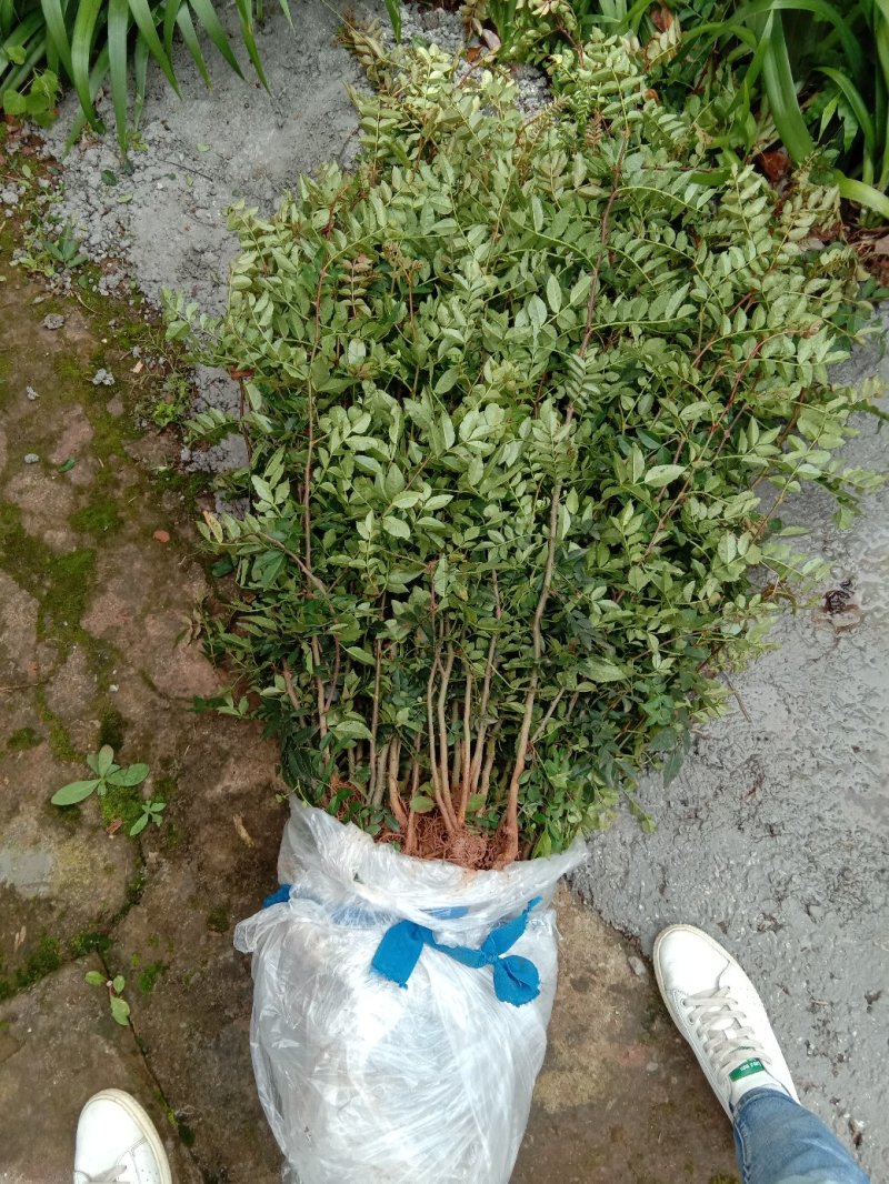 大红袍红花椒苗30～50