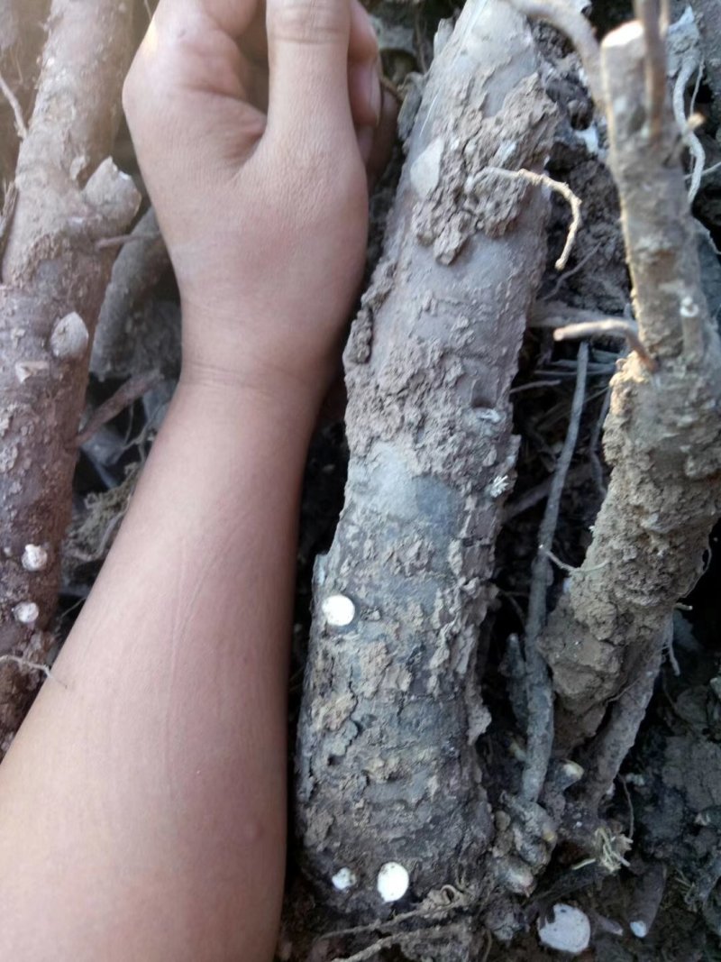 白芍种苗，成活率百分之九十七提供技术管理包回收！