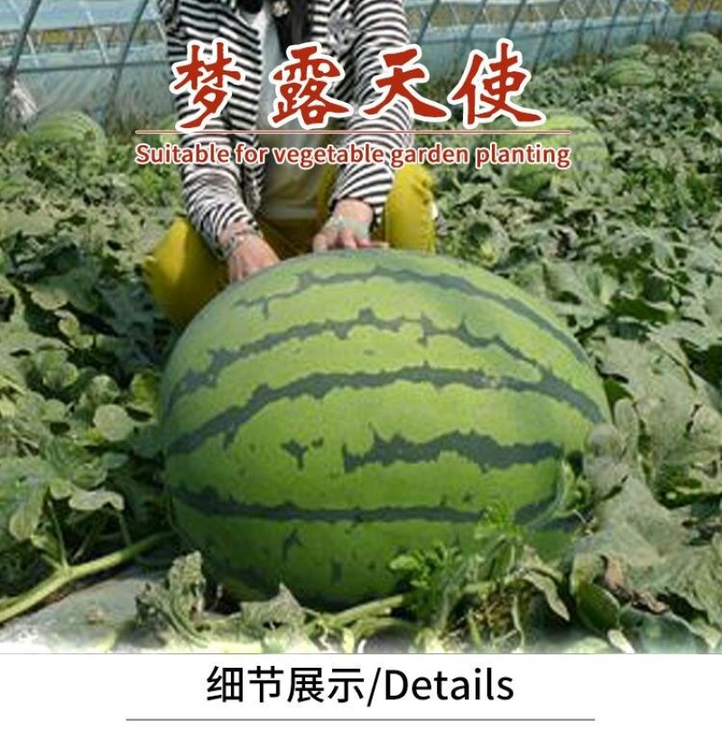 梦露天使高产西瓜种子耐重茬抗旱耐湿耐低温抗病性强