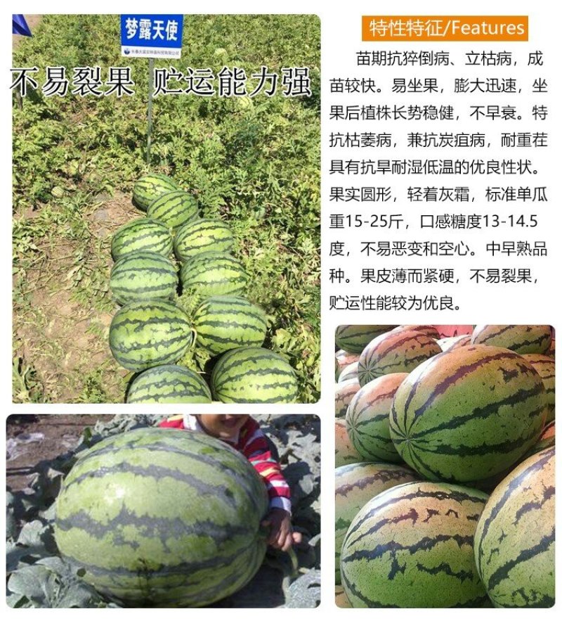 梦露天使高产西瓜种子耐重茬抗旱耐湿耐低温抗病性强