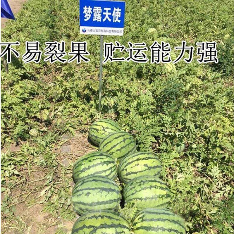 梦露天使高产西瓜种子耐重茬抗旱耐湿耐低温抗病性强