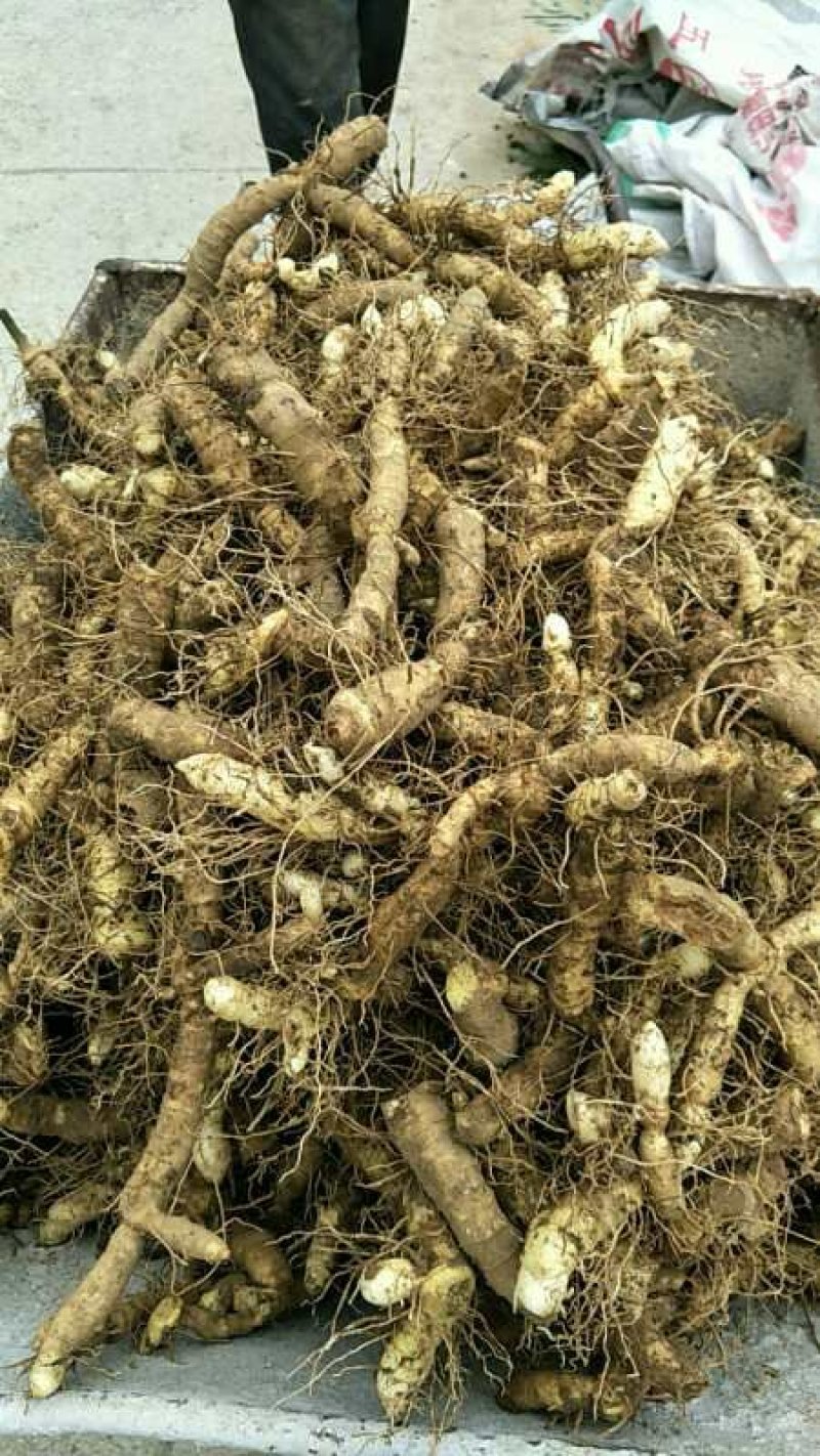 新鲜玉竹，三年，湘玉竹，大货，好货，猪屎尾