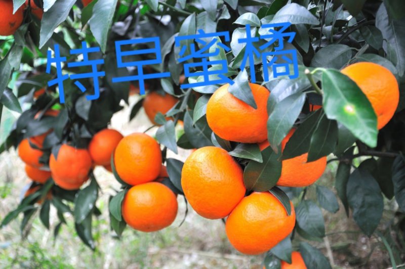 湖北早蜜橘大量上市！基地果园看货现场採摘！！
