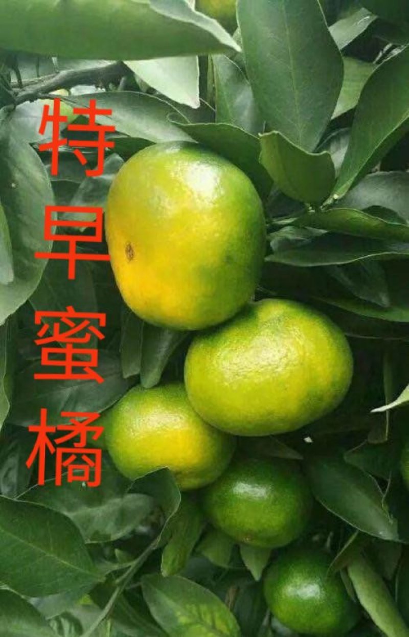 宜昌特早蜜橘个头均匀颜色红口感甜！