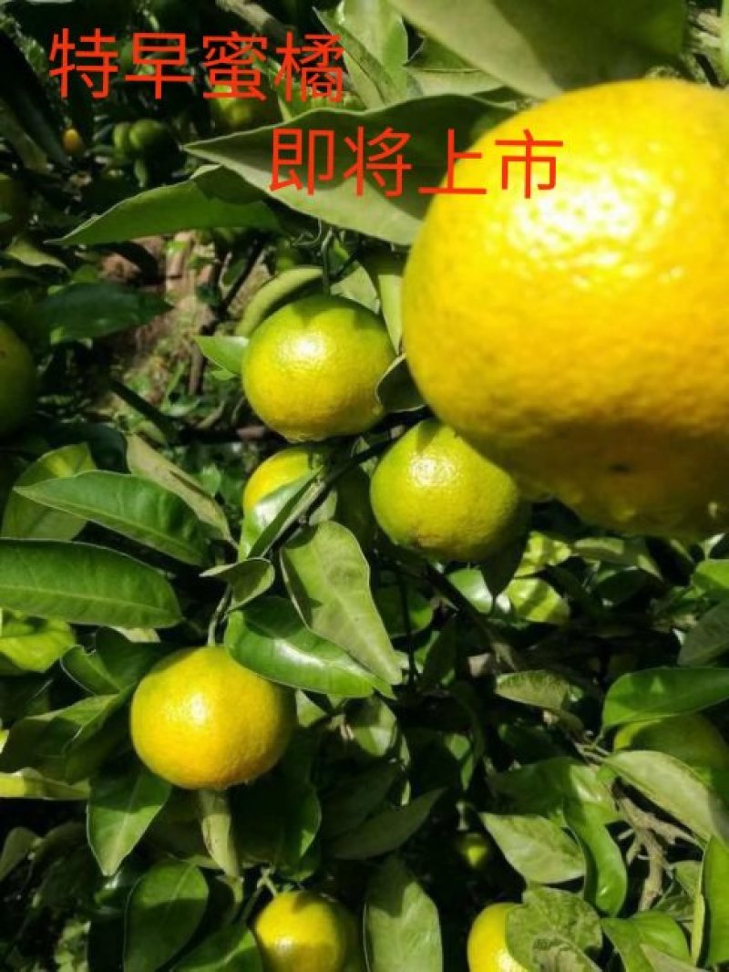 宜昌特早蜜橘个头均匀颜色红口感甜！