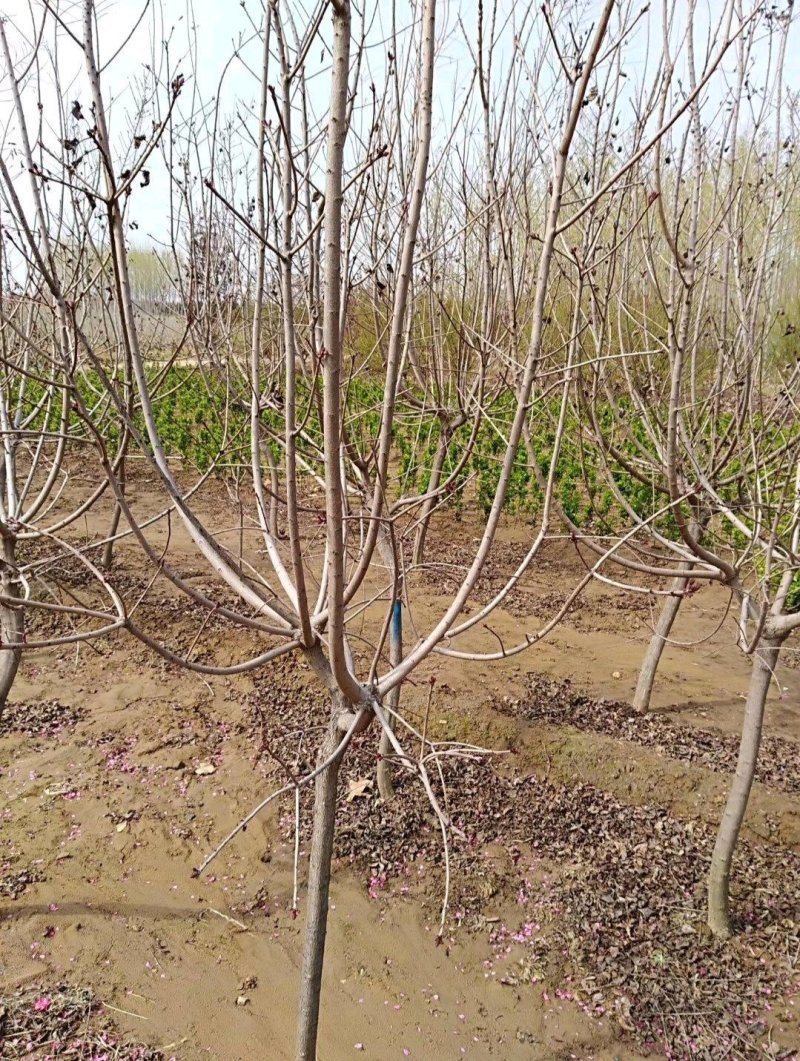 红栌山东1公分2公分4公分美国红栌树苗