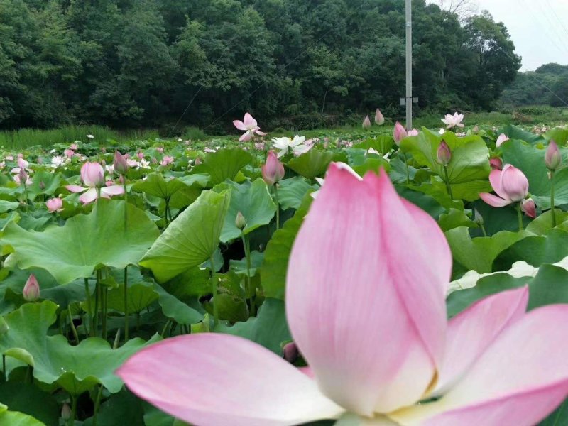 供应新鲜莲蓬，水果莲