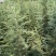 雪松苗河南雪松产地直销可视频看货包上车一条龙服务