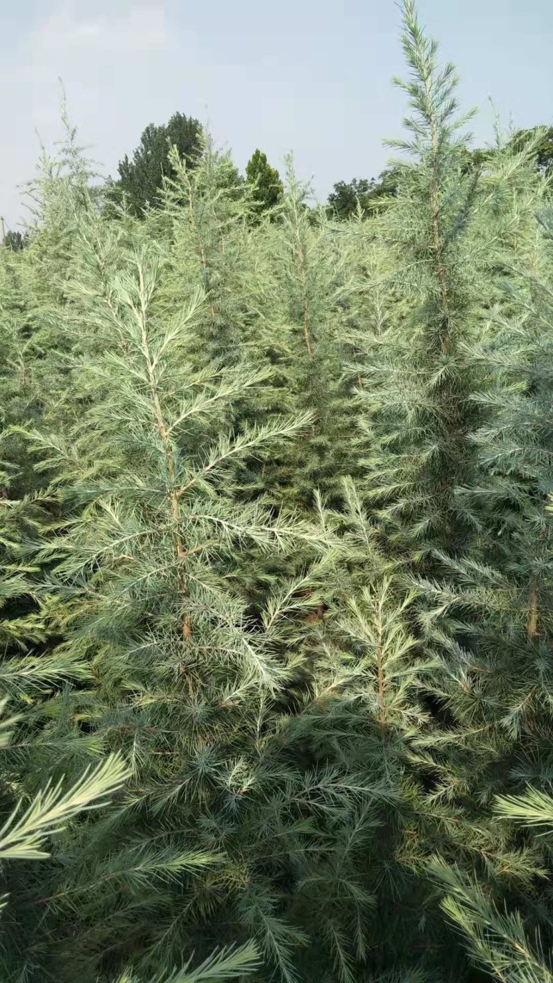 雪松苗河南雪松产地直销可视频看货包上车一条龙服务