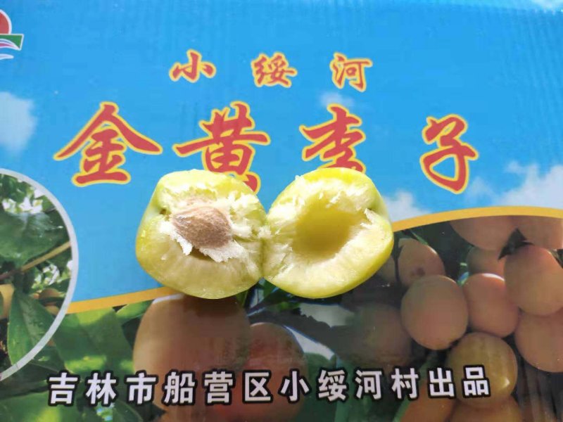 小黄金干核李子