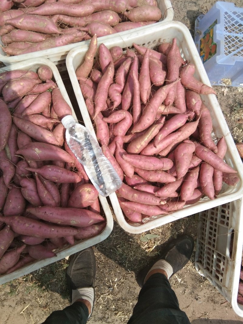 河北邯郸临漳商薯19河北纯沙地种植产品助农产品