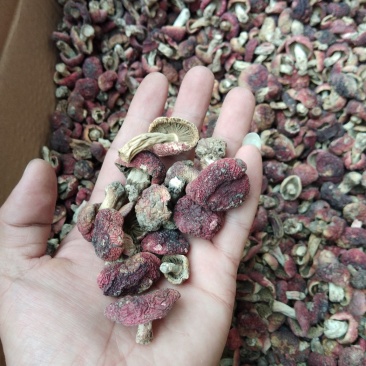 红菇丁哥
