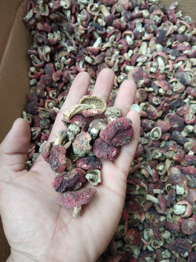 红菇丁哥