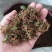 全干野生金银花