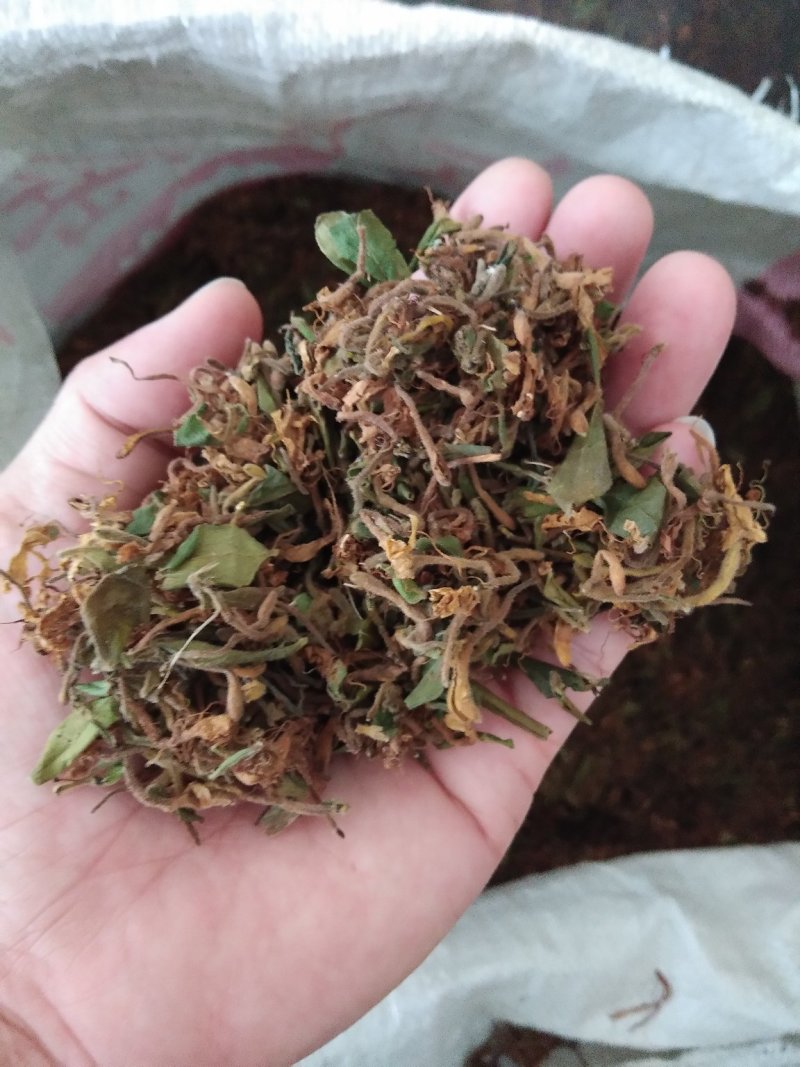 全干野生金银花