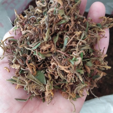 全干野生金银花