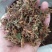全干野生金银花