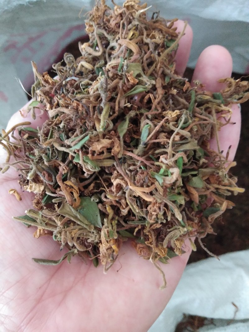 全干野生金银花